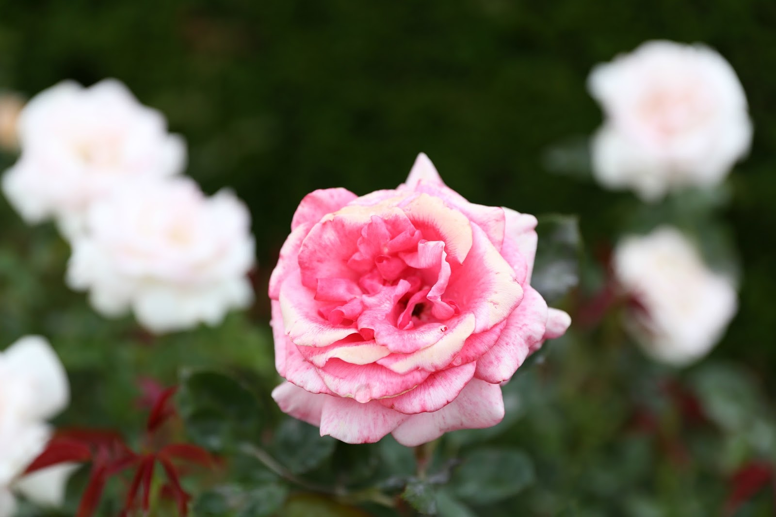 Rose Garden - Krystin Lee