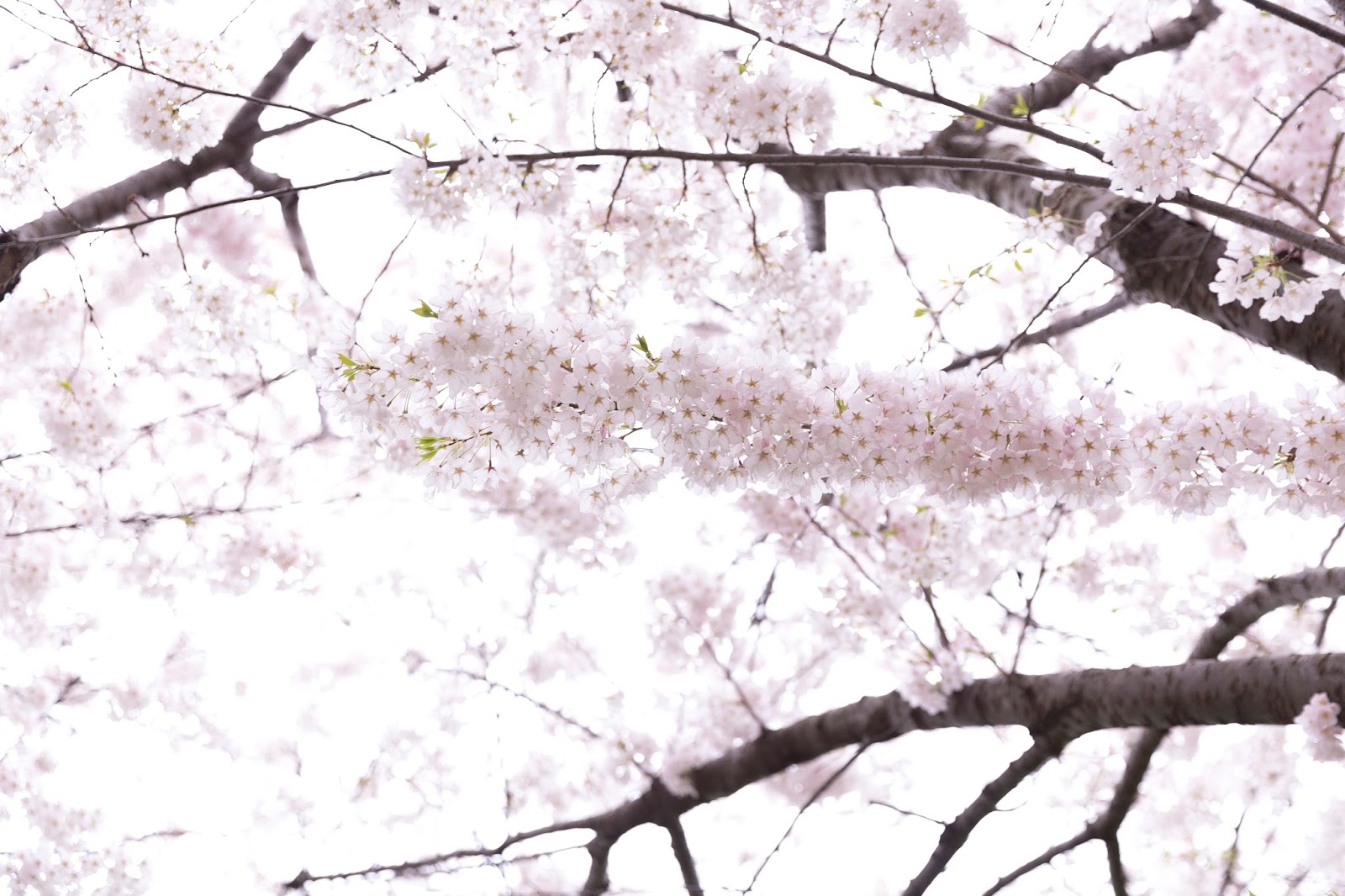 Under the Cherry Blossoms - Krystin Lee